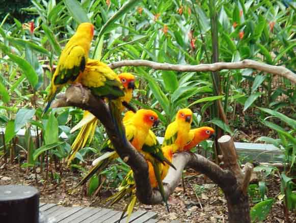 Kumarakom Birding Retreat Package